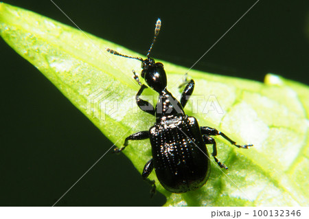 エゴツルクビオトシブミ（メス） 100132346