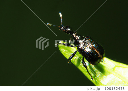 エゴツルクビオトシブミ(メス) エゴツルクビオトシブミ(メス) 100132453