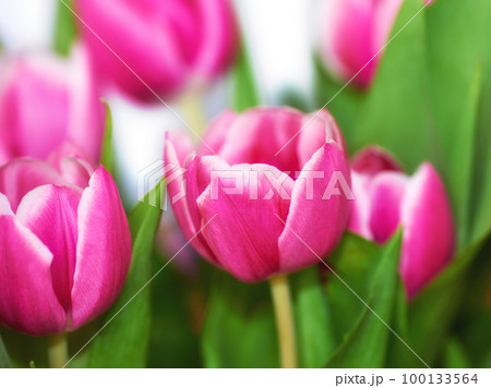 Beautiful bunch of pink tulips against blurred background. Mothers day, Valentines Day or birthday celebration concept. Closeup of pastel coloured flowers with bright green leaves 100133564