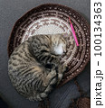 cat lying on a crocheted wool bedding 100134363