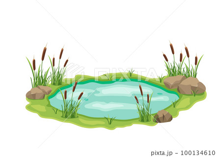 Pond with cattail and thickets. Swamp in grass and stones. Vector design illustration with wild vegetation 100134610