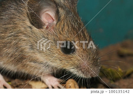Closeup on a cute small longtailed wood mouse, Apodemus sylvaticus, sitting on the ground 100135142