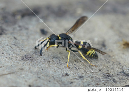 Closeup of the Early mason wasp, Ancistrocerus nigricornis 100135144