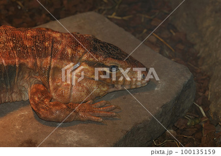 Closeup of large endangered Red tegu lizard , Tupinambis rufescens, in the enclosure in the zoo 100135159