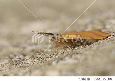 Closeup on the colorful Purple-barred Yellow geometer moth, Lythria cruentaria , sitting on a stone 100135160