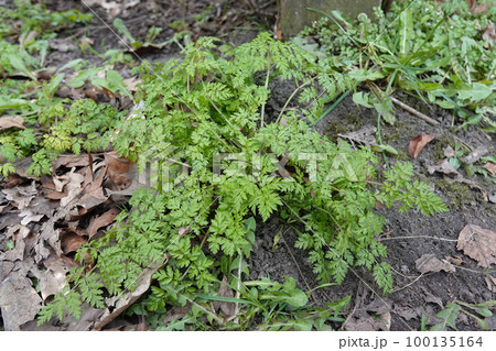 Closeup on an emerging cow parsley or wild chervil, Anthriscus sylvestris in the springtime 100135164