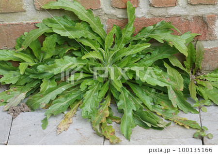 Closeup on fresh green leaves of the invasive tropical Horseweed or Guernsey fleabane herb, Erigeron sumatrensis 100135166