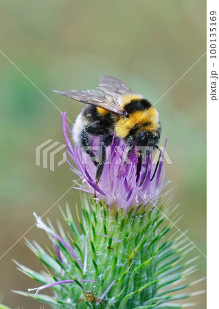 Closeup on a Large Garden Bumble Bee, Bombus ruderatus sitting on a purple thistle flower 100135169