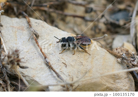 Closeup on a Mediterranean female golden tailed woodborer, Lithurgus chrysurus sitting on a stone 100135170