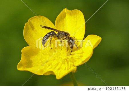 Closeup on the large scissor bee, Chelostoma florisomne, in it's host plant a yellow buttercup flower 100135173