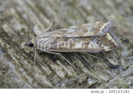 Closeup on a Mediterranean Beet Webworm moth, Loxostege sticticalis Closeup on a Mediterranean Beet Webworm moth, Loxostege sticticalis 100135182
