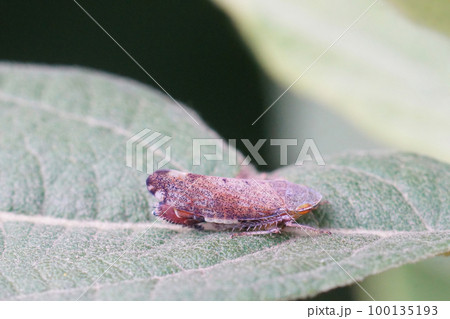 Closeup on a small Cherry cicada, Fieberiella florii, a plant sucking pest species in the garden Closeup on a small Cherry cicada, Fieberiella florii, a plant sucking pest species in the garden 100135193