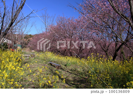 雪割り桜を眺める (高知県 須崎市 桑田山) 雪割り桜を眺める (高知県 須崎市 桑田山) 100136809