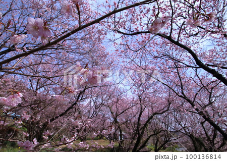 雪割り桜 春らんまん (高知県 須崎市 桑田山) 雪割り桜 春らんまん (高知県 須崎市 桑田山) 100136814