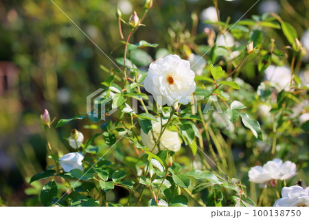 バラの花　シュネービッチェン 100138750