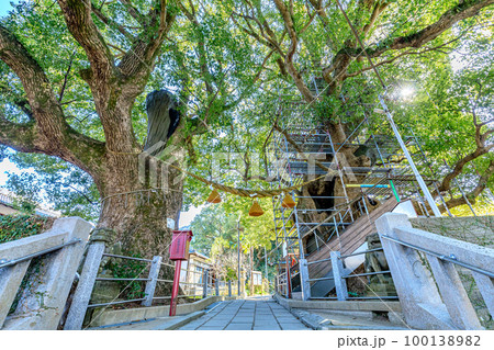冬の山王神社と被爆クスノキ　長崎県長崎市 100138982