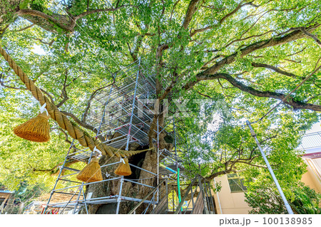 冬の山王神社と被爆クスノキ　長崎県長崎市 100138985