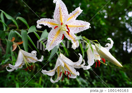 ヤマユリ、花、ユリ、百合の花、白い花、白、山百合、Lilium auratum、多年生植物、日本、夏 100140163