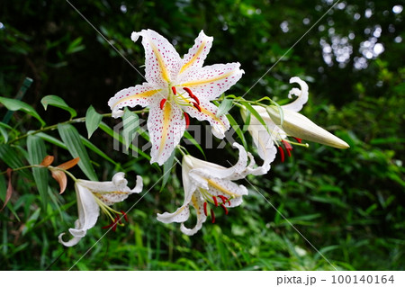 ヤマユリ、花、ユリ、百合の花、白い花、白、山百合、Lilium auratum、多年生植物、日本、夏 ヤマユリ、花、ユリ、百合の花、白い花、白、山百合、Lilium auratum、多年生植物、日本、夏 100140164