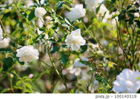 バラの花 シュネービッチェン バラの花 シュネービッチェン 100140319