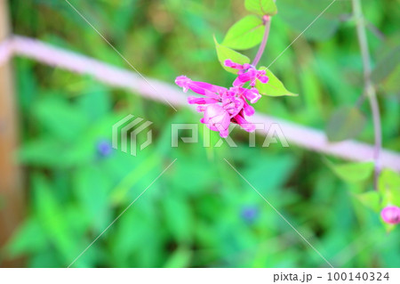 サルビア　インボルクラータの花 100140324