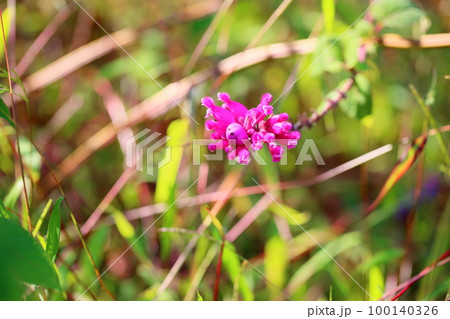 サルビア　インボルクラータの花 100140326
