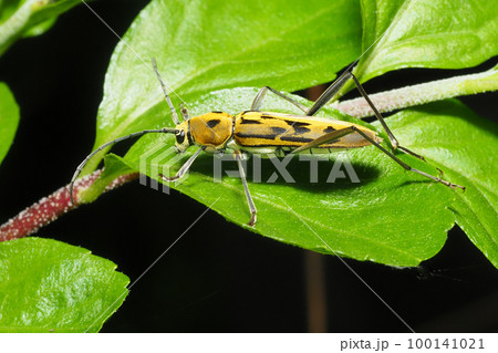 キイロトラカミキリ 100141021