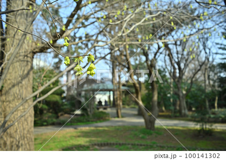今年も可憐に咲き始まったトサミズキ 今年も可憐に咲き始まったトサミズキ 100141302