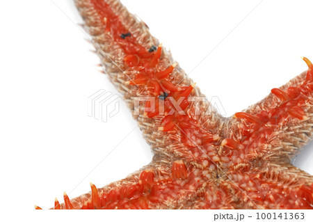 漂着生物　トゲモミジガイ 100141363