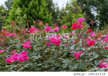 殿堂入りのバラ　‘ノックアウト’ 100141519