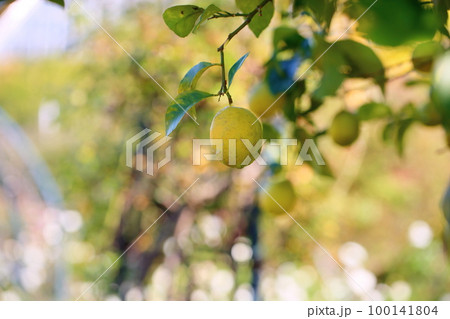 レモンの実 100141804