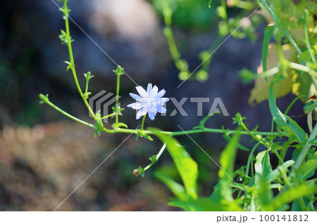 チコリの花 100141812