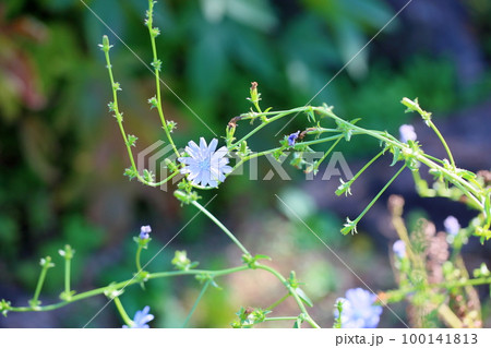 チコリの花 チコリの花 100141813