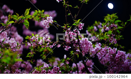 ウルフムーン満月に照らされた、ピンクの河津桜2023 100142964