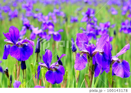 上古田のアヤメ園 100143178