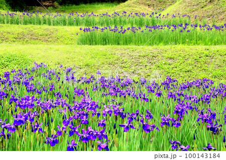 上古田のアヤメ園 100143184