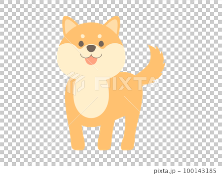 笑顔で立っている柴犬 100143185