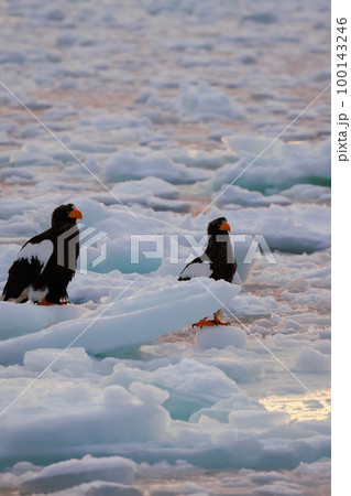 鷲　オオワシ　北海道　オホーツク海　遊覧船　早朝 クルーズ船　流氷 100143246