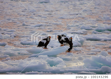 鷲 オオワシ 北海道 オホーツク海 遊覧船 早朝 クルーズ船 流氷 鷲 オオワシ 北海道 オホーツク海 遊覧船 早朝 クルーズ船 流氷 100143296