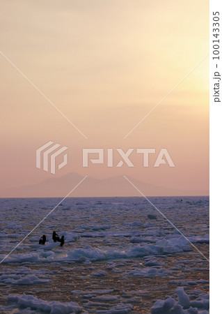 鷲　オオワシ　北海道　オホーツク海　遊覧船　早朝 クルーズ船　流氷 100143305