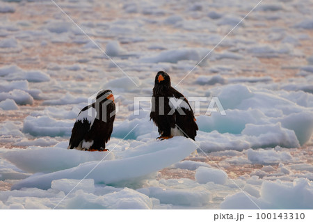 鷲　オオワシ　北海道　オホーツク海　遊覧船　早朝 クルーズ船　流氷 100143310