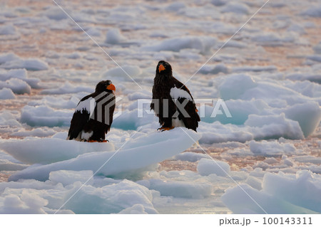 鷲　オオワシ　北海道　オホーツク海　遊覧船　早朝 クルーズ船　流氷 100143311