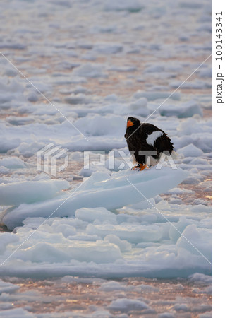 鷲　オオワシ　北海道　オホーツク海　遊覧船　早朝 クルーズ船　流氷 100143341