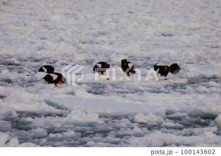鷲　オオワシ　北海道　オホーツク海　遊覧船　早朝 クルーズ船　流氷 100143602