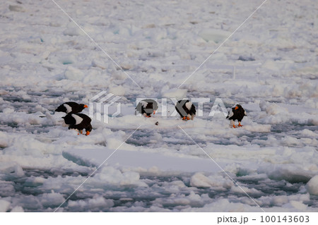 鷲 オオワシ 北海道 オホーツク海 遊覧船 早朝 クルーズ船 流氷 鷲 オオワシ 北海道 オホーツク海 遊覧船 早朝 クルーズ船 流氷 100143603