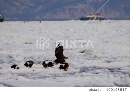 鷲 オオワシ 北海道 オホーツク海 遊覧船 早朝 クルーズ船 流氷 鷲 オオワシ 北海道 オホーツク海 遊覧船 早朝 クルーズ船 流氷 100143617
