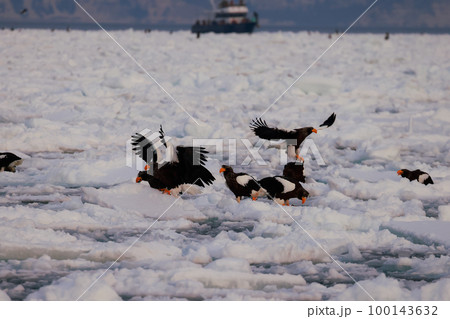 鷲　オオワシ　北海道　オホーツク海　遊覧船　早朝 クルーズ船　流氷 100143632