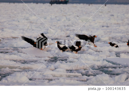 鷲　オオワシ　北海道　オホーツク海　遊覧船　早朝 クルーズ船　流氷 100143635