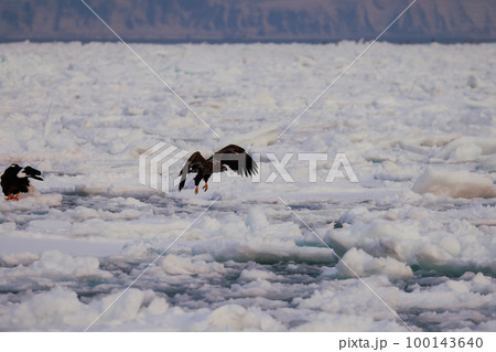 鷲　オオワシ　北海道　オホーツク海　遊覧船　早朝 クルーズ船　流氷 100143640