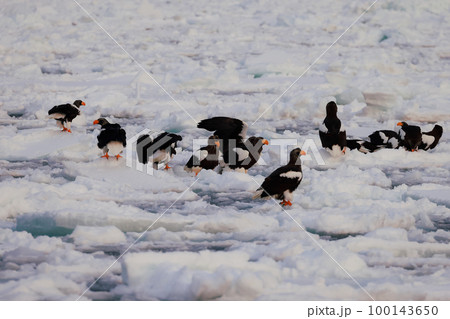 鷲　オオワシ　北海道　オホーツク海　遊覧船　早朝 クルーズ船　流氷 100143650